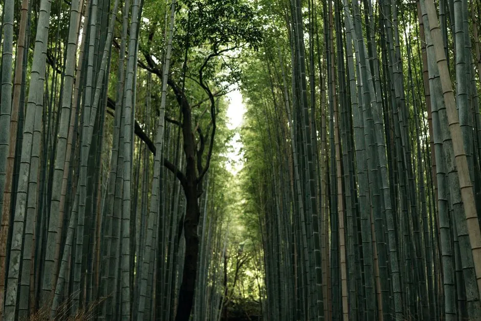 嵐山の竹林の小径