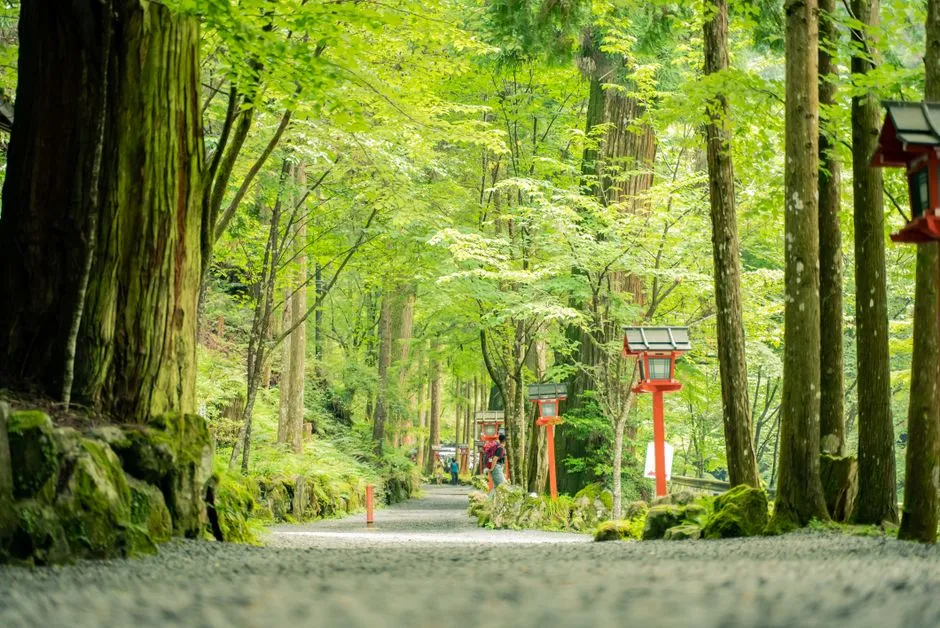 貴船神社へ続く灯籠の参道と緑の森